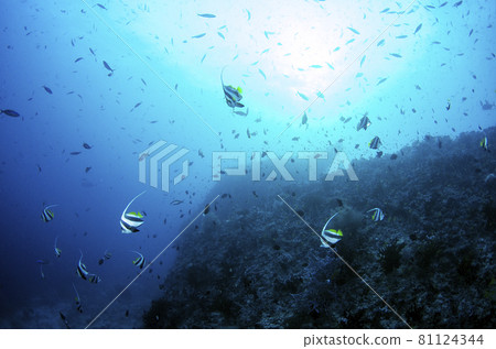 馬爾代夫學校旗魚 馬爾代夫學校旗魚 81124344