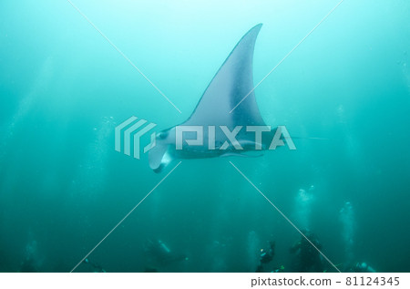 馬爾代夫礁蝠Ray.1 81124345