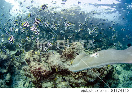 Maldives Otomeei, Schooling Bannerfish, School of Fish. 4 Maldives Otomeei, Schooling Bannerfish, School of Fish. 4 81124360