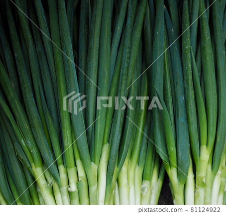 Fresh organic vegetable scallions Fresh organic vegetable scallions 81124922