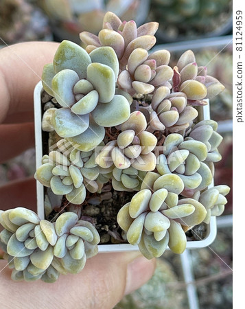 Succulent propagation. Graptopetalum Paraguayense, Graptosedum Bronze and Echeveria 81124959
