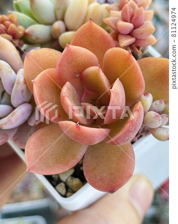 Succulent propagation. Orange Echeveria Silk Veil 81124974
