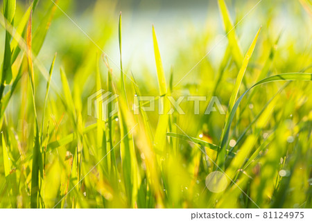 Spring or summer season abstract nature background with blurred grass and water in the back Spring or summer season abstract nature background with blurred grass and water in the back 81124975