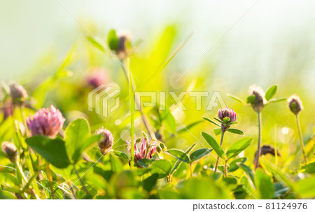 Spring meadow, blurred flowers and green grass background Spring meadow, blurred flowers and green grass background 81124976