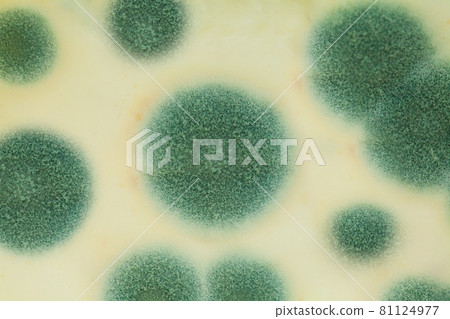 Mold closeup. Mildew on white background 81124977