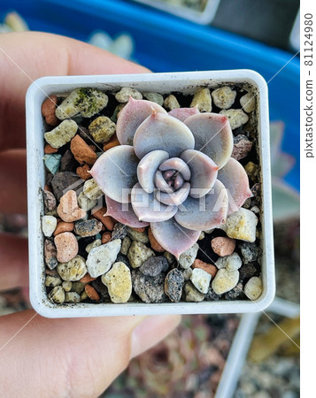 Echeveria Silver Queen, top view Echeveria Silver Queen, top view 81124980
