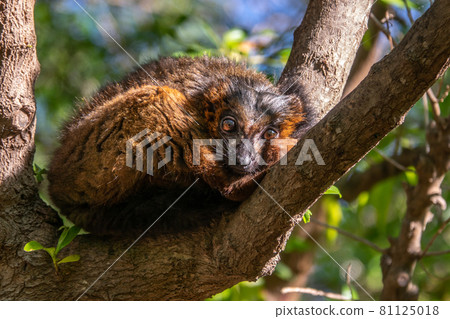 Red-bellied Lemur - Eulemur rubriventer, rainforest Madagascar primate 81125018