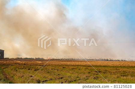 Burning of rice stubble burning straw in rice fields Burning of rice stubble burning straw in rice fields 81125028
