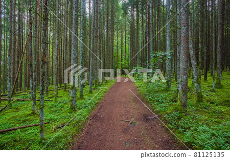 Green forest with pathway in Gauja National park, Latvia 81125135