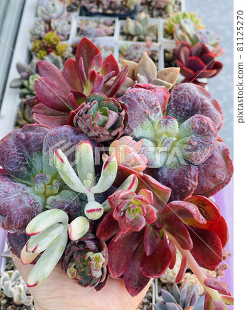 Perfect purple, blue, red and pink succulent plants. Top view succulent background Perfect purple, blue, red and pink succulent plants. Top view succulent background 81125270