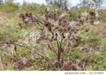 Greater burdock, dry flower Greater burdock, dry flower 81125869