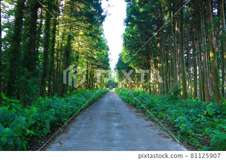 Jeju cedar tree road, rural road, forest, tree, cedar tree, yellow dirt road, straight line, Jeju cedar tree road, rural road, forest, tree, cedar tree, yellow dirt road, straight line, 81125907