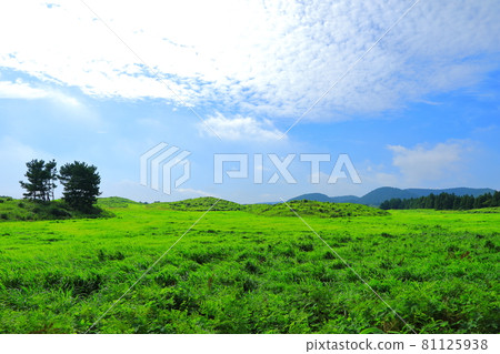 Jeju rural scenery, grassland, plain, green, pasture, field, countryside, 81125938