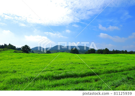 Jeju rural scenery, grassland, plain, green, pasture, field, countryside, 81125939