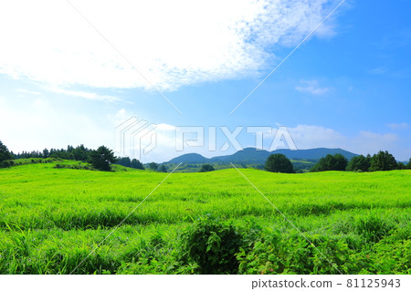 Jeju rural scenery, grassland, plain, green, pasture, field, countryside, 81125943