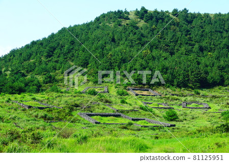 Jeju rural scenery, grassland, plain, green, pasture, field, countryside, Jeju rural scenery, grassland, plain, green, pasture, field, countryside, 81125951