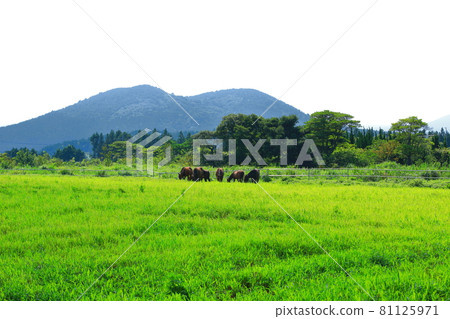Jeju rural scenery, grassland, plain, green, pasture, field, countryside, 81125971