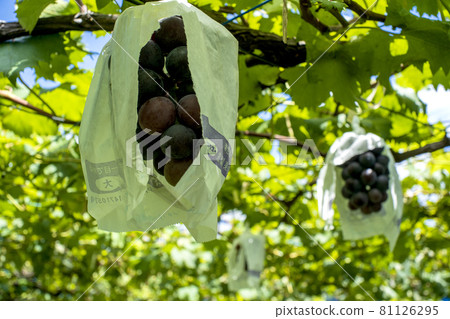 川崎果園裡成熟的葡萄 81126295