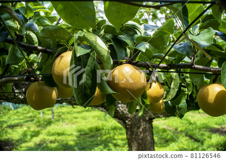 Tama Kawanashi 在川崎市美山前區梨園等待介紹 81126546