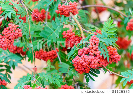 Ash berry tree, closeup photo. Ripe red juicy berries. Rowan berries. Mountain ash Sorbus. Ash berry tree, closeup photo. Ripe red juicy berries. Rowan berries. Mountain ash Sorbus. 81126585