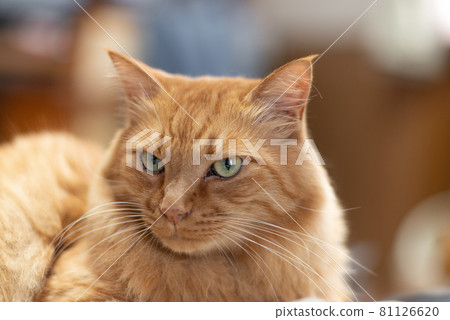 放鬆貓茶虎斑貓 81126620