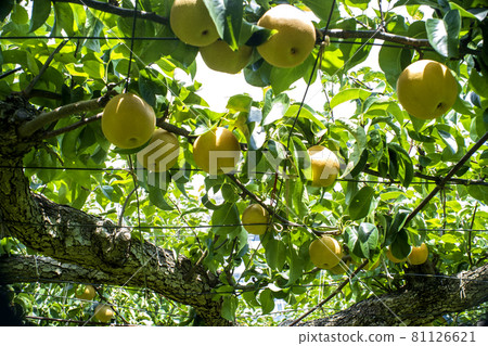 夏天的甜味和水的味道，忍受著炎熱，等待著它的融入。 81126621