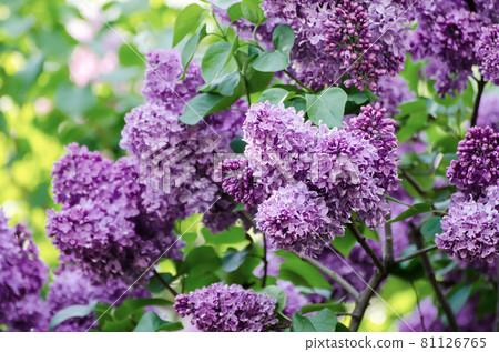 Spring lilac flowers 81126765