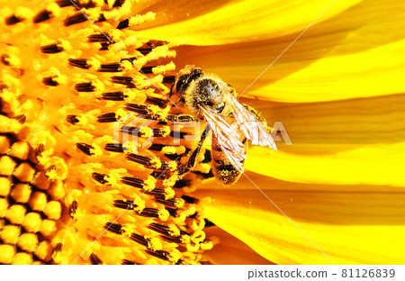 Honey bee covered pollen collect sunflower nectar on summer field 81126839