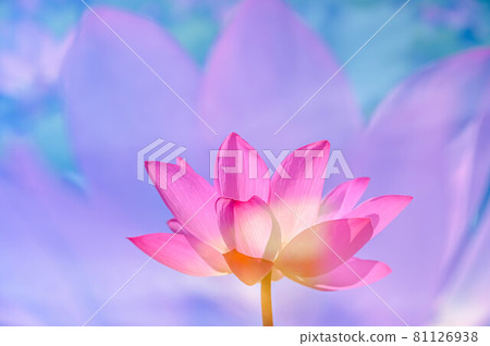Lotus flower  81126938