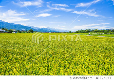 Summer rural scenery Azumino Summer rural scenery Azumino 81126945