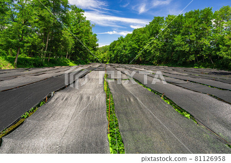 Azumino Summer Wasabi Garden covered with lawn cloth Azumino Summer Wasabi Garden covered with lawn cloth 81126958
