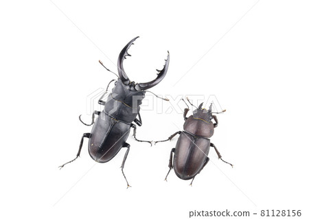 A pair of saw-tooth grass 81128156
