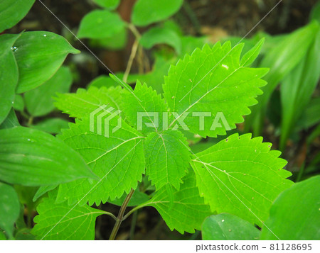 東京都板橋區赤塚植物園 照片素材 圖片 圖庫