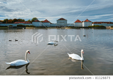 Swan in pond near Nymphenburg Palace. Munich, Bavaria, Germany Swan in pond near Nymphenburg Palace. Munich, Bavaria, Germany 81128873