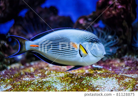 Sohal Surgeonfish underwater Sohal Surgeonfish underwater 81128875