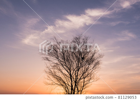 與死樹的夜景 81129053
