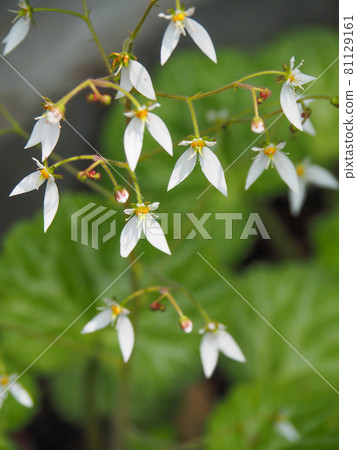 Yukinoshita blooming in Akatsuka Botanical Garden, Itabashi-ku, Tokyo 81129161