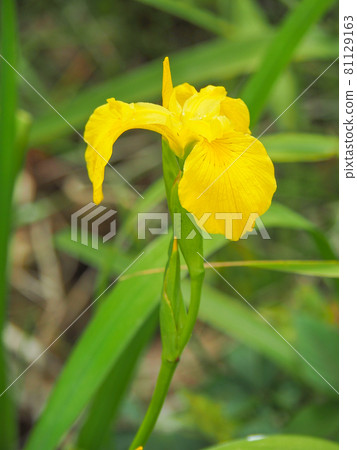 東京板橋區赤塚植物園盛開的黃色鳶尾花 81129163