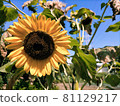Sunflower in the blue sky 81129217