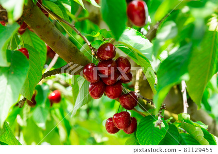 Red cherries growing on cherry tree Red cherries growing on cherry tree 81129455