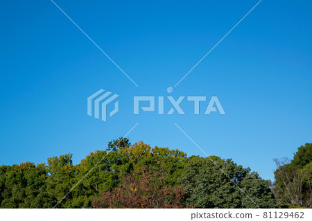 Moon in the clear autumn sky Moon in the clear autumn sky 81129462