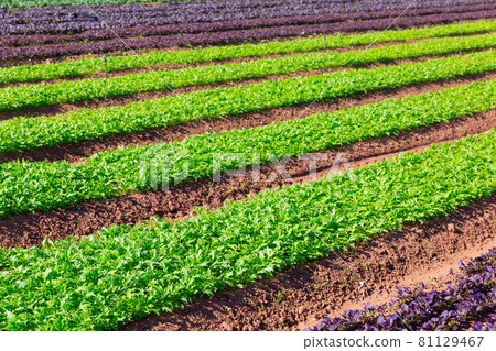 Rows of harvest of arugula on farm field 81129467