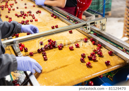 Selecting and sorting berries 81129470