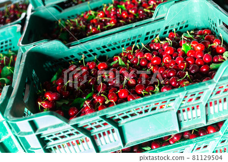 Photo of fresh cherries Photo of fresh cherries 81129504
