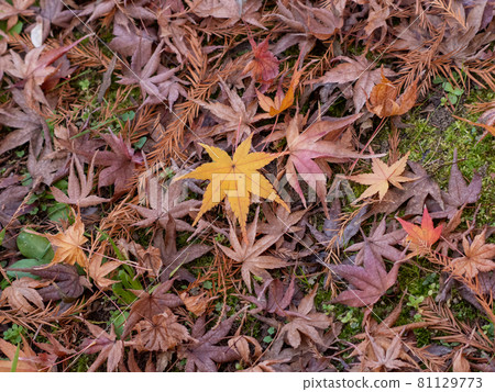 It looks like late autumn 81129773