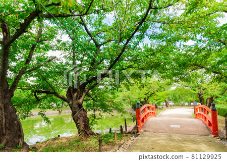 Kijo Park, a famous place for cherry blossoms in Kariya city <Kariya city, Aichi prefecture> 81129925