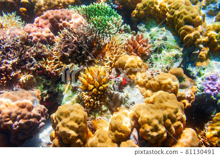 Underwater coral reef tropical landscape Underwater coral reef tropical landscape 81130491