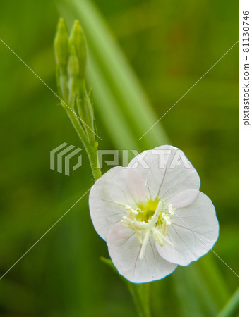 Evening primrose blooming on the Arakawa riverbed 81130746