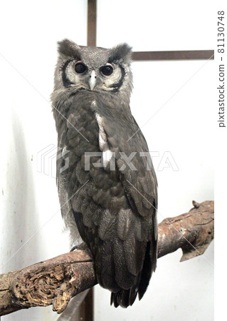 Turned around Northern White-faced Owl Turned around Northern White-faced Owl 81130748