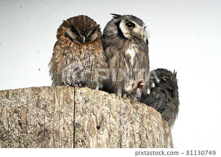 三個 Spic Konohazuku 擠在一棵樹上 三個 Spic Konohazuku 擠在一棵樹上 81130749